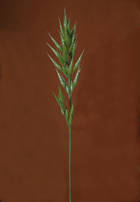 Inflorescence (photo) © M.B. Williams