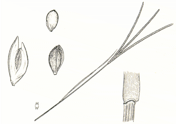 Spikelet, grain, floret, inflorescence, ligule (line drawing) © Lazarides 1972