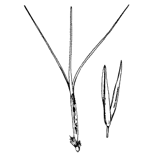 Spikelet (line drawing) © Simon 1992 by Will Smith