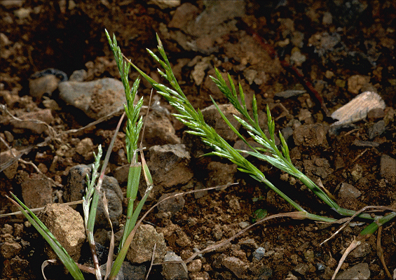 Habit (photo) © J.Hosking