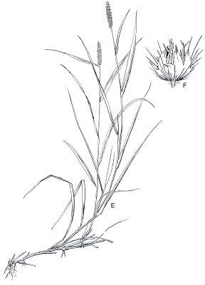 Habit and spikelet (line drawing) © ABRS from Flora of Australia vol. 50 drawn by Eleanor Catherine