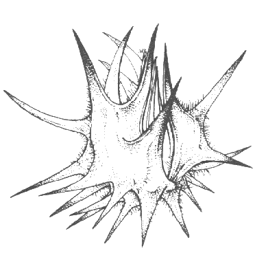 Spikelet (line drawing) © Flora of Victoria pg 616