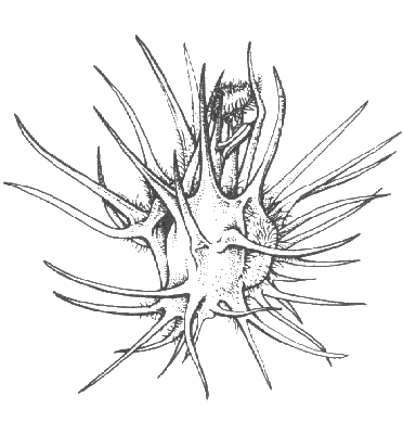 Spikelet (line drawing) © Flora of Victoria pg 616