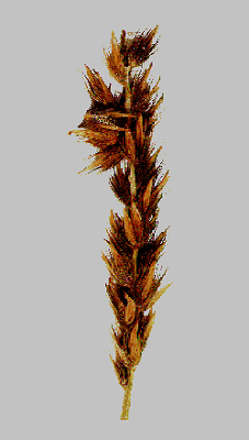 Inflorescence (scanned specimen) © Queensland Herbarium by Will Smith