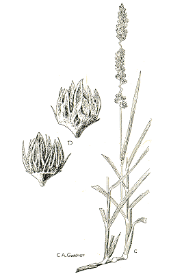 Habit and details (line drawing) © Gardner 1952