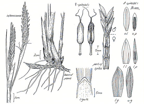 Habit and details (line drawing) © Darwin Herbarium by Monika Osterkamp Madsen