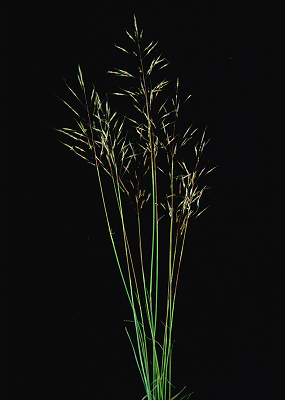 Inflorescence (photo) © E.Anderson