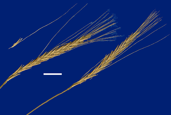 Inflorescence (scanned specimen) © Queensland Herbarium by D. Sharp