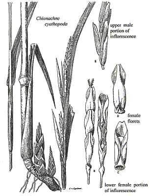 Habit and details (line drawing) © Gardner 1952