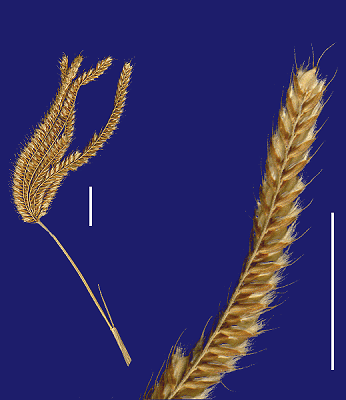 Inflorescence and detail of inflorescence (line drawing) © Queensland Herbarium by Will Smith