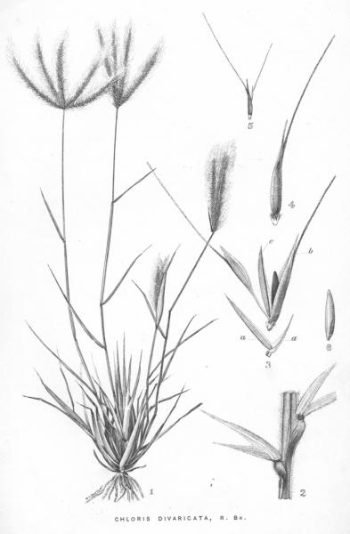 Habit and detail (line drawing) Maiden