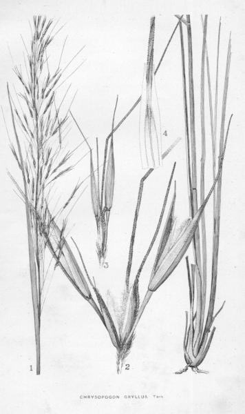 Habit and detail (line drawing) Maiden