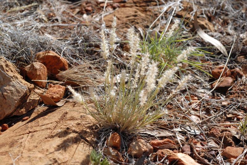 Travis Columbus 5143©