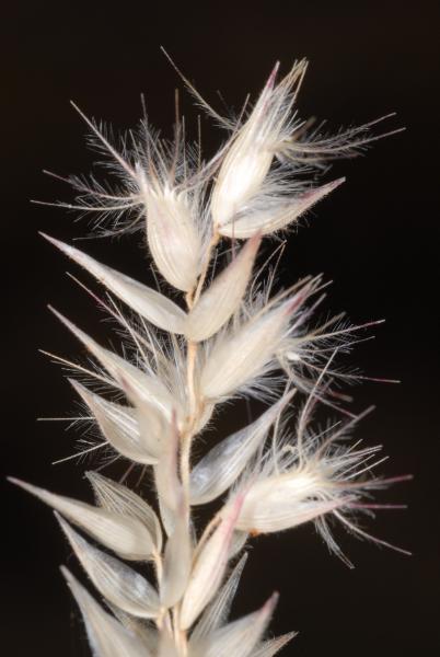 Travis Columbus 5243©