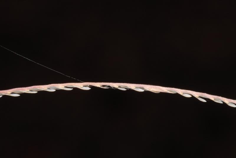 Travis Columbus 5266©