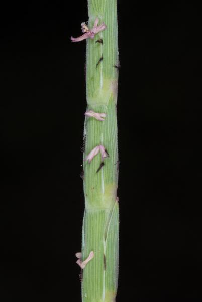 Travis Columbus 5086© Lepturus repens