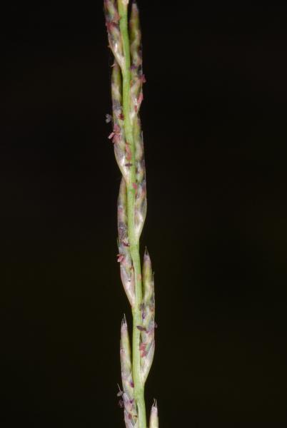 Tripogon loliiformis
