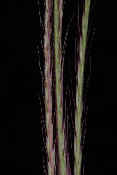 Travis Columbus 5093© Chloris divaricata