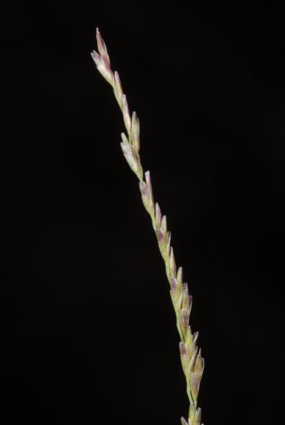 Travis Columbus 5117 © L. decipiens subsp. athenes L. decipiens subsp. athenes