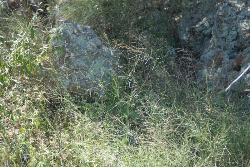 Travis Columbus 5117 © L. decipiens subsp. athenes L. decipiens subsp. athenes