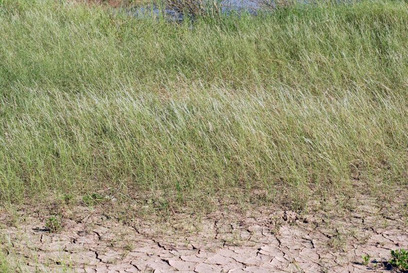 Travis Columbus 5141©