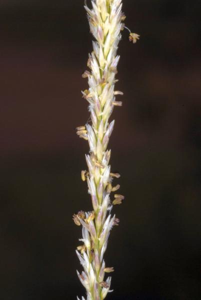 Inflorescence, Travis Columbus 5141©