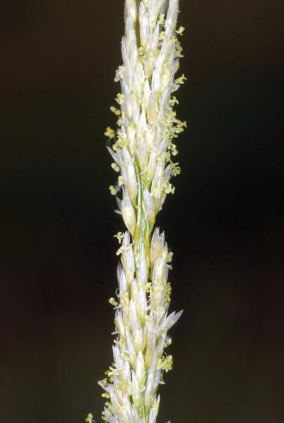 Inflorescence, Travis Columbus 5142©