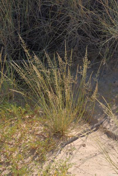 Habit, Travis Columbus 5142©