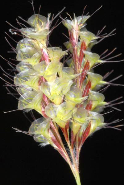 Inflorescence, Travis Columbus 5150©