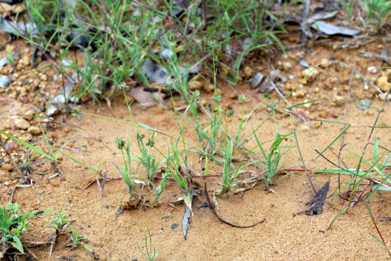 Travis Columbus 5157©