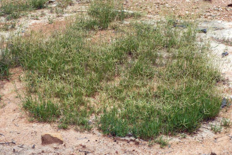 Travis Columbus 5184©