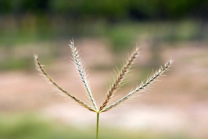 Travis Columbus 5184©