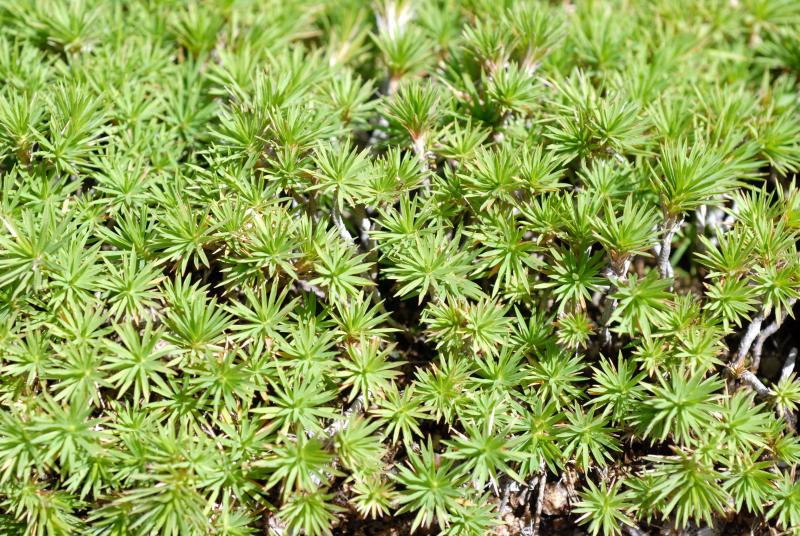 Travis Columbus 5194©