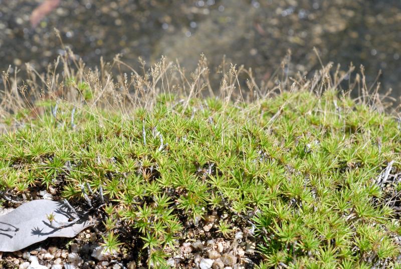 Travis Columbus 5194©