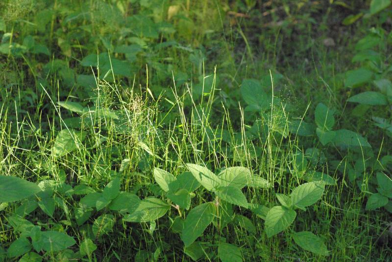 Travis Columbus 5199©