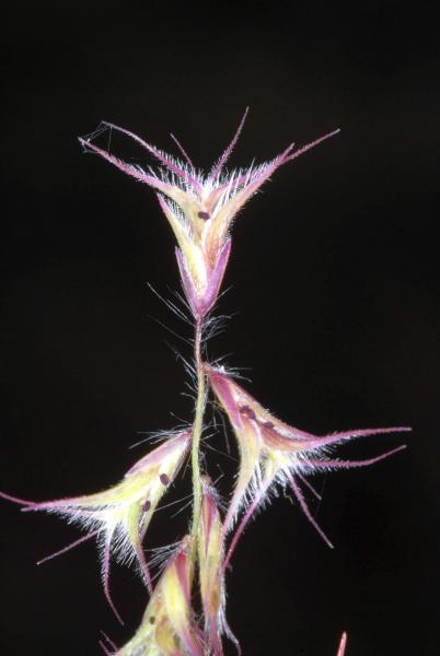 Travis Columbus 5201©