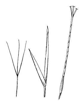 Spikelet (line drawing) © Simon 1992 by Will Smith