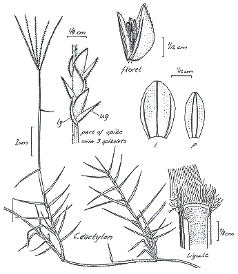 Habit and details (line drawing) © Darwin Herbarium by Monika Osterkamp Madsen