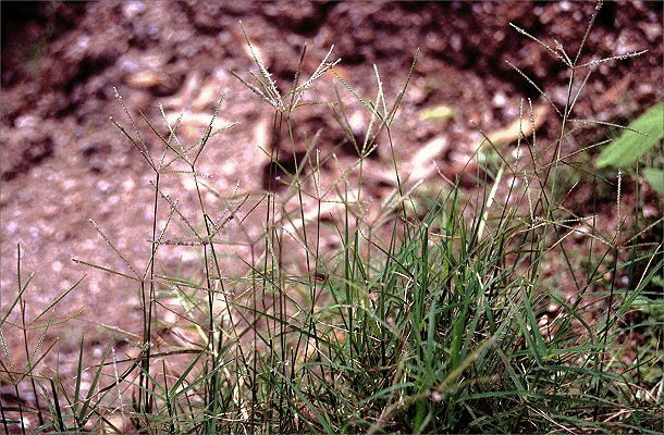 Habit (photo) © D. Sharp