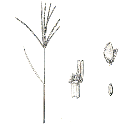Inflorescence, ligule, spikelet, grain (line drawing) © Lazarides 1972