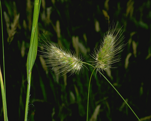 Inflorescence (photo) © J.Hosking