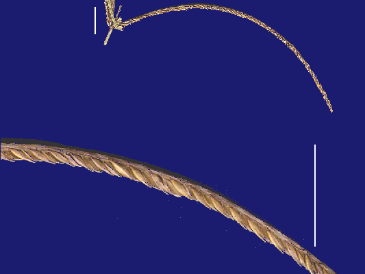 Detail of inflorescence branch (scanned specimen) Cynodon nlemfuensis var. robustus © Queensland Herbarium by Will Smith