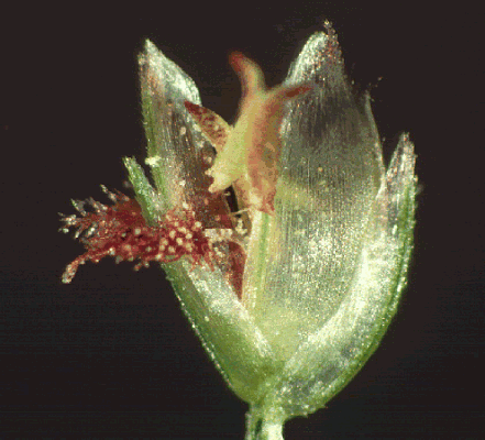 Spikelet (photo) © Watson and Dallwitz 1998