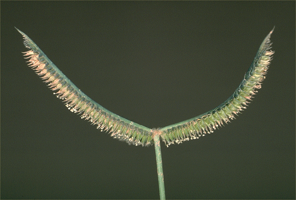 Inflorescence (photo) © S. Jacobs