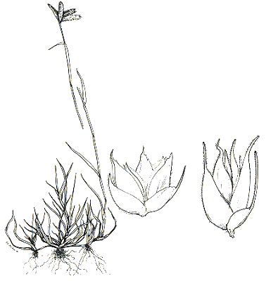 Habit and spikelets (line drawing) © Australian Biological Resources Study drawing by M. Moir