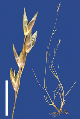 Inflorescence and detail of inflorescence (scanned specimen) © Queensland Herbarium by Will Smith