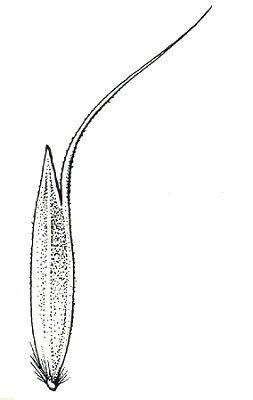 Floret (line drawing) © Flora of Victoria pg 484