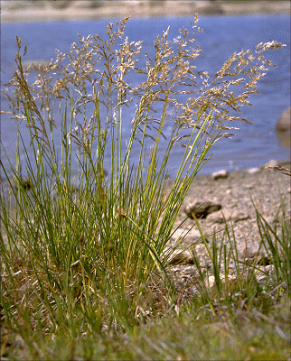 Habit (photo) © ANBG photo C. Totterdell