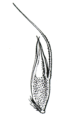 Floret (line drawing) © Flora of Victoria pg 484