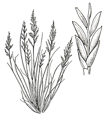 Habit and spikelet (line drawing) © Flora of Victoria pg 437